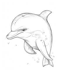 33 Coloring Pages Dolphins Printable