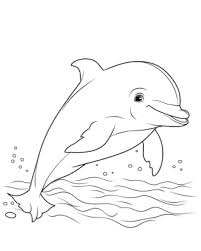 33 Coloring Sheet Dolphin