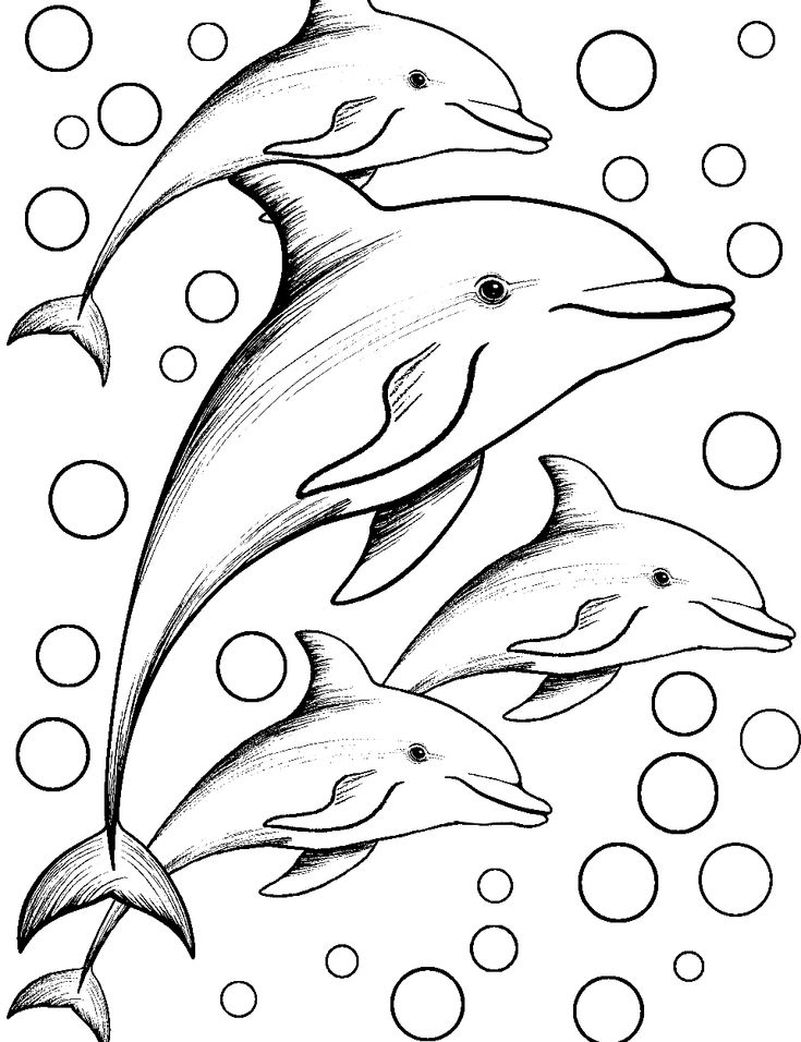 33 Colouring Pages Dolphin