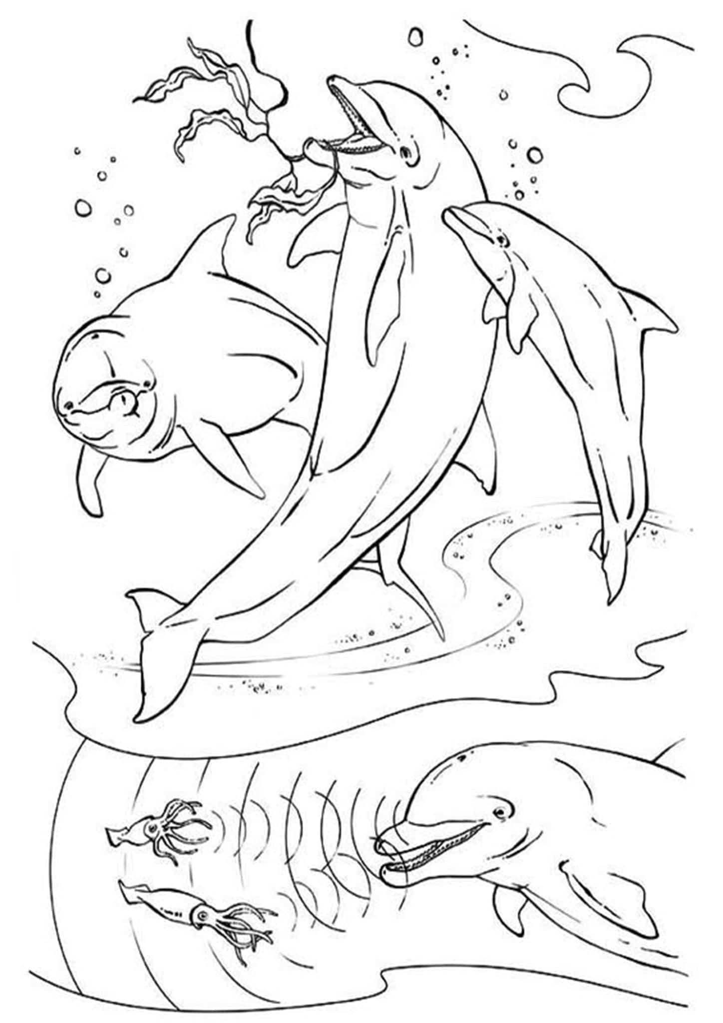 33 Dolphin Coloring Page Free