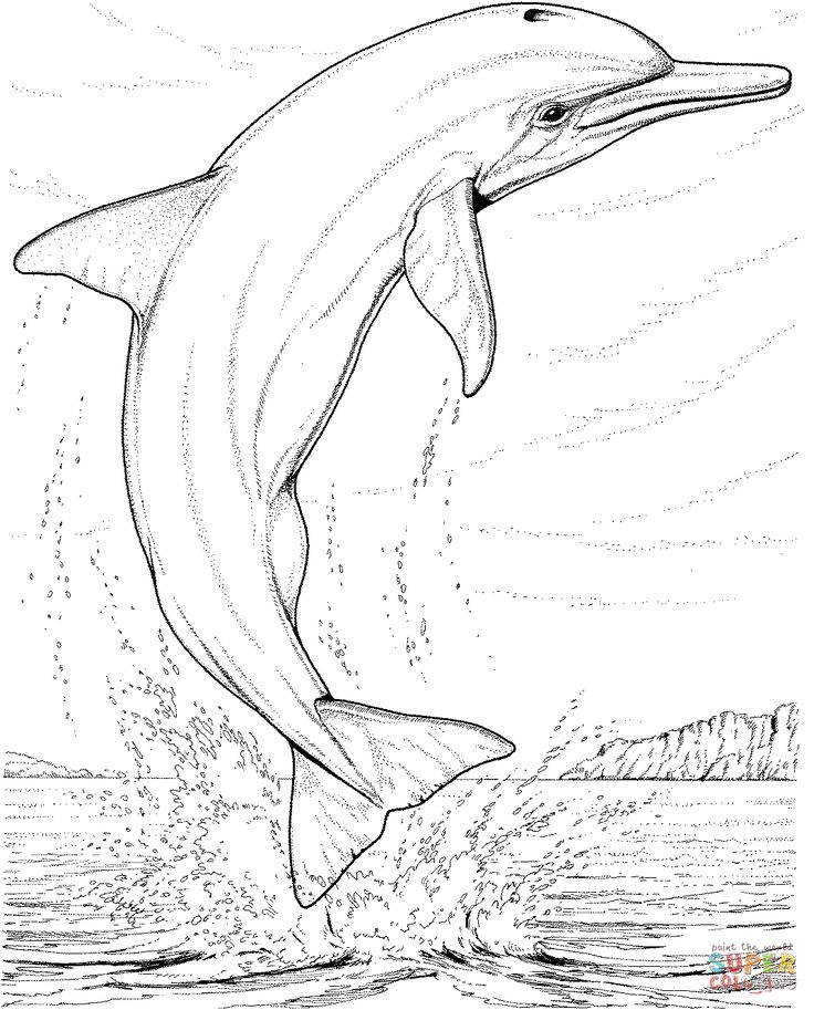 33 Dolphin Coloring Pictures