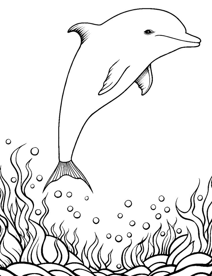 33 Dolphin Coloring Sheet