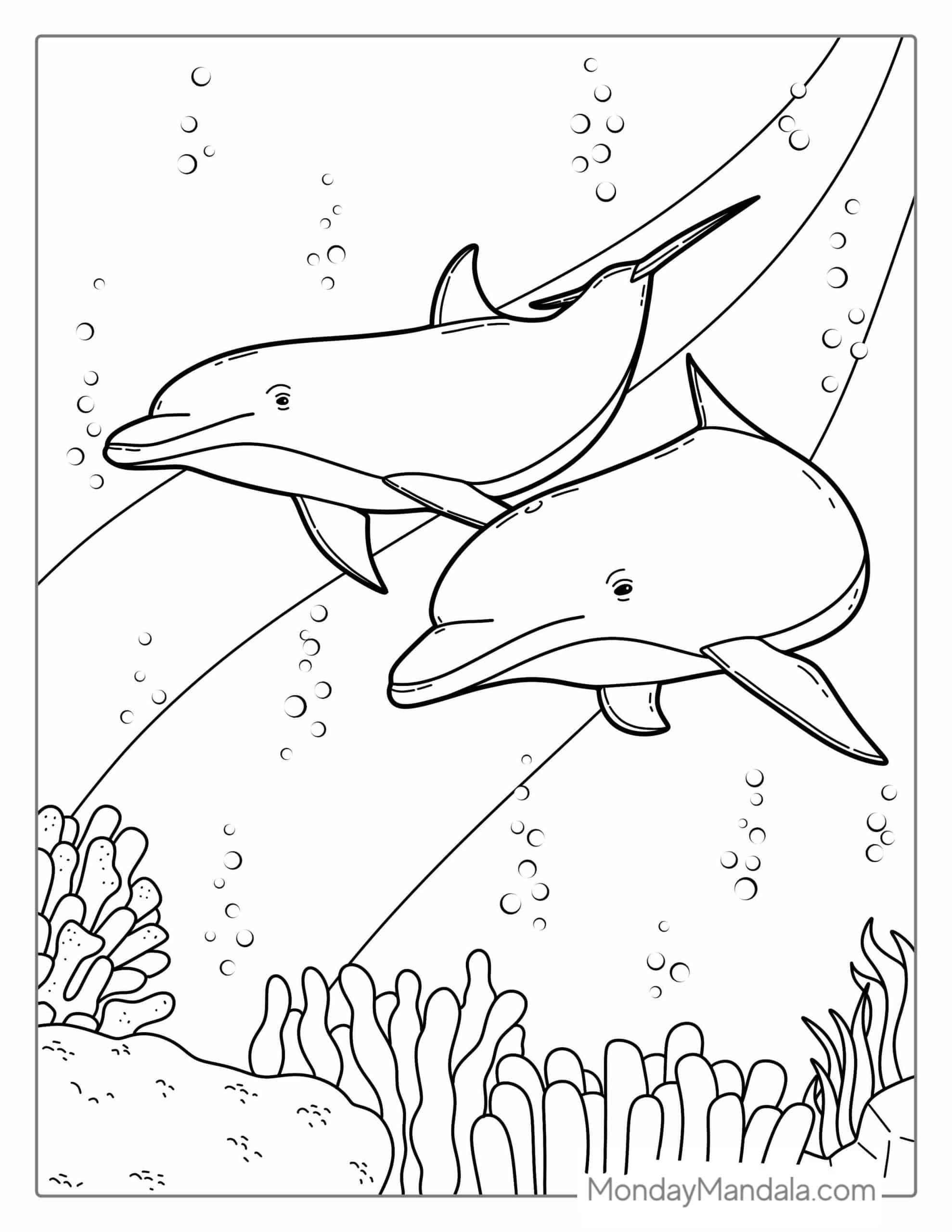 33 Dolphin Colouring Page