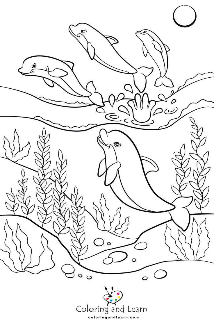 33 Dolphin Colouring Pages