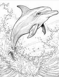 33 Dolphin Images For Coloring