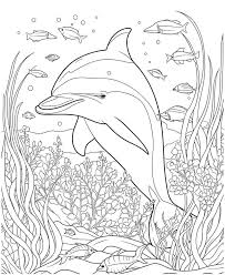 33 Dolphin Pictures To Colour