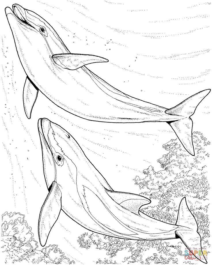 33 Dolphin Printable