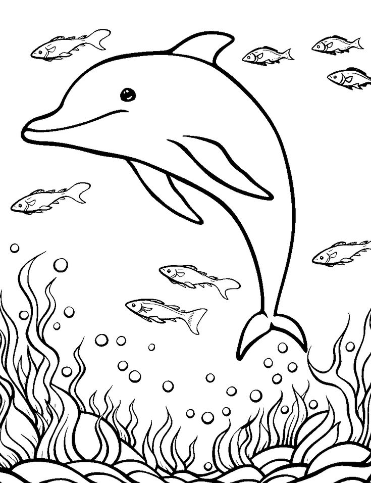 33 Dolphins Coloring