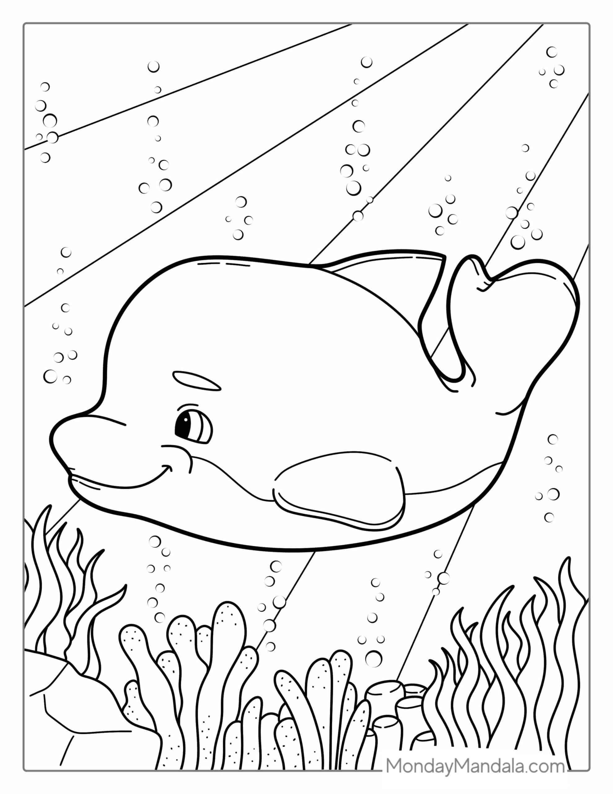 33 Realistic Dolphin Coloring Pages