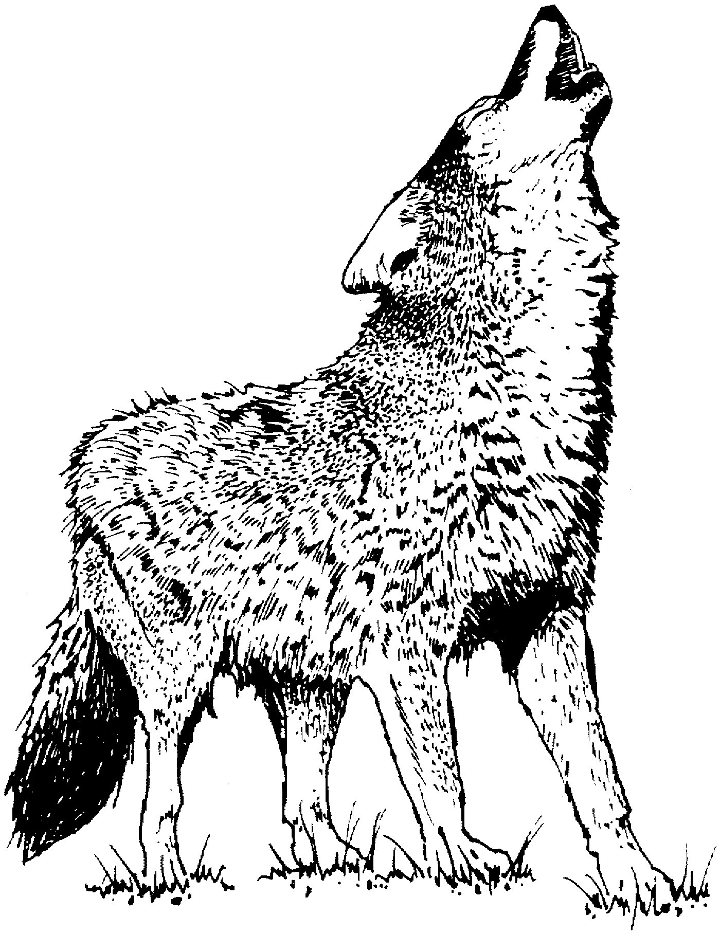 Wolf Coloring Pages FREE Printable 39