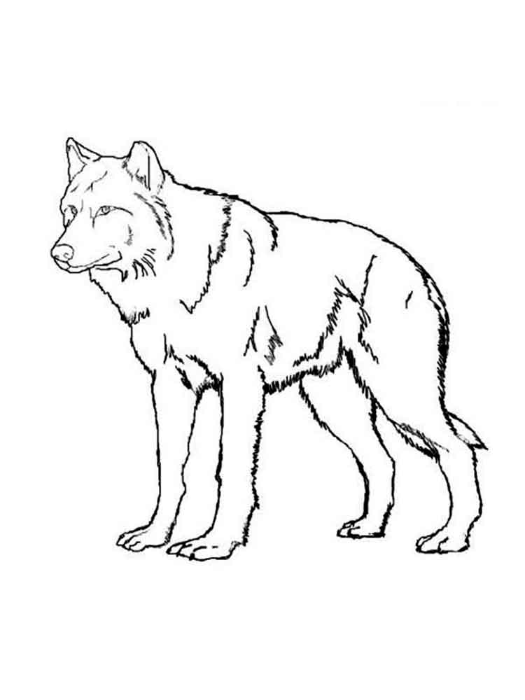 Wolf Coloring Pages FREE Printable 51