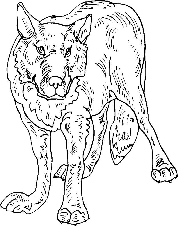 Wolf Coloring Pages FREE Printable 78