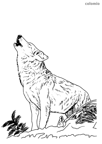 Wolf Coloring Pages FREE Printable 8