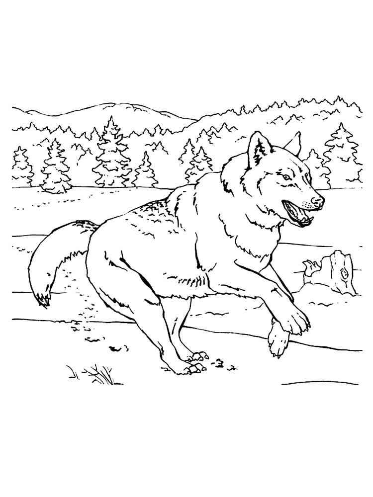 Wolf Coloring Pages FREE Printable 96