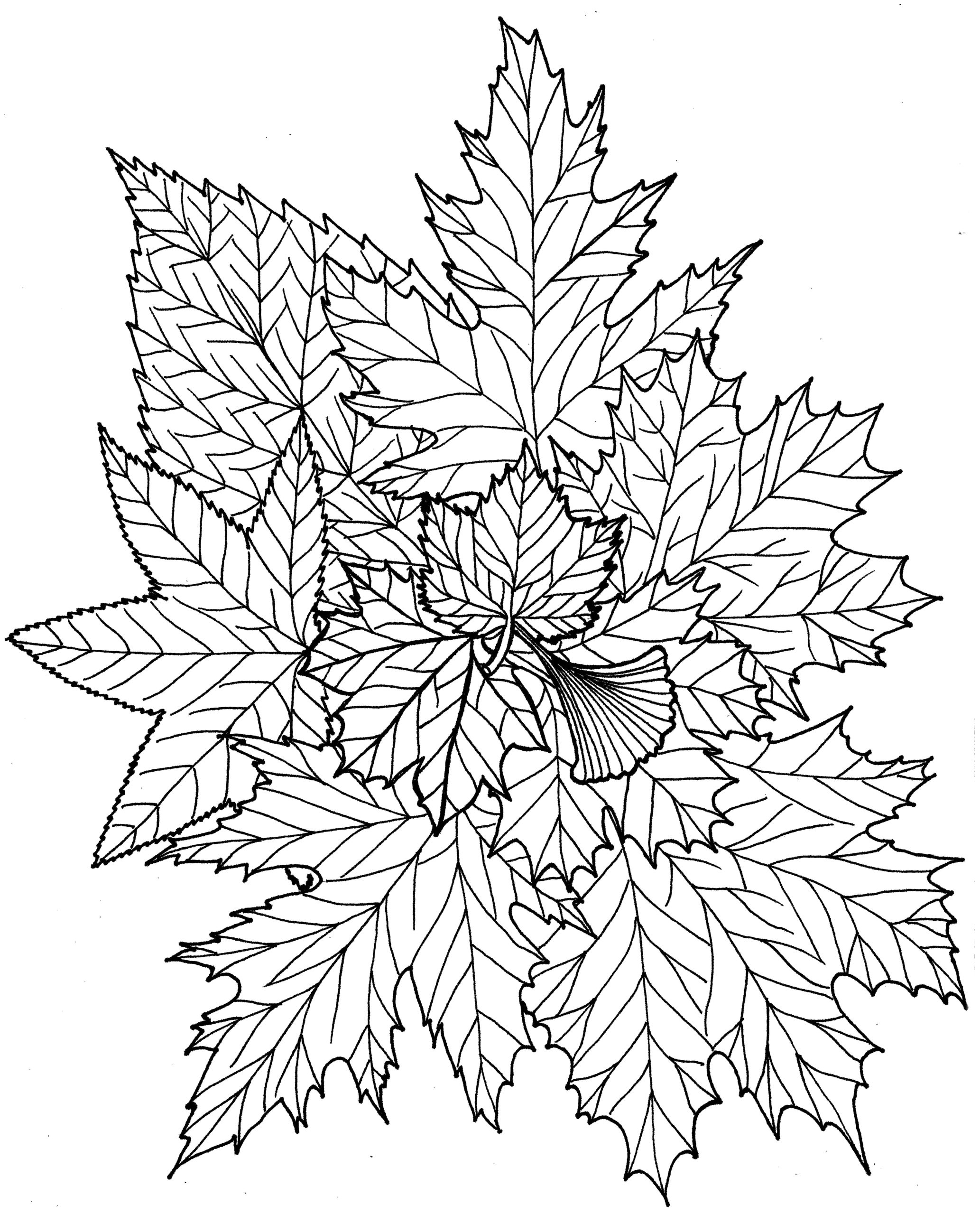 150+ Nature Coloring Pages 10