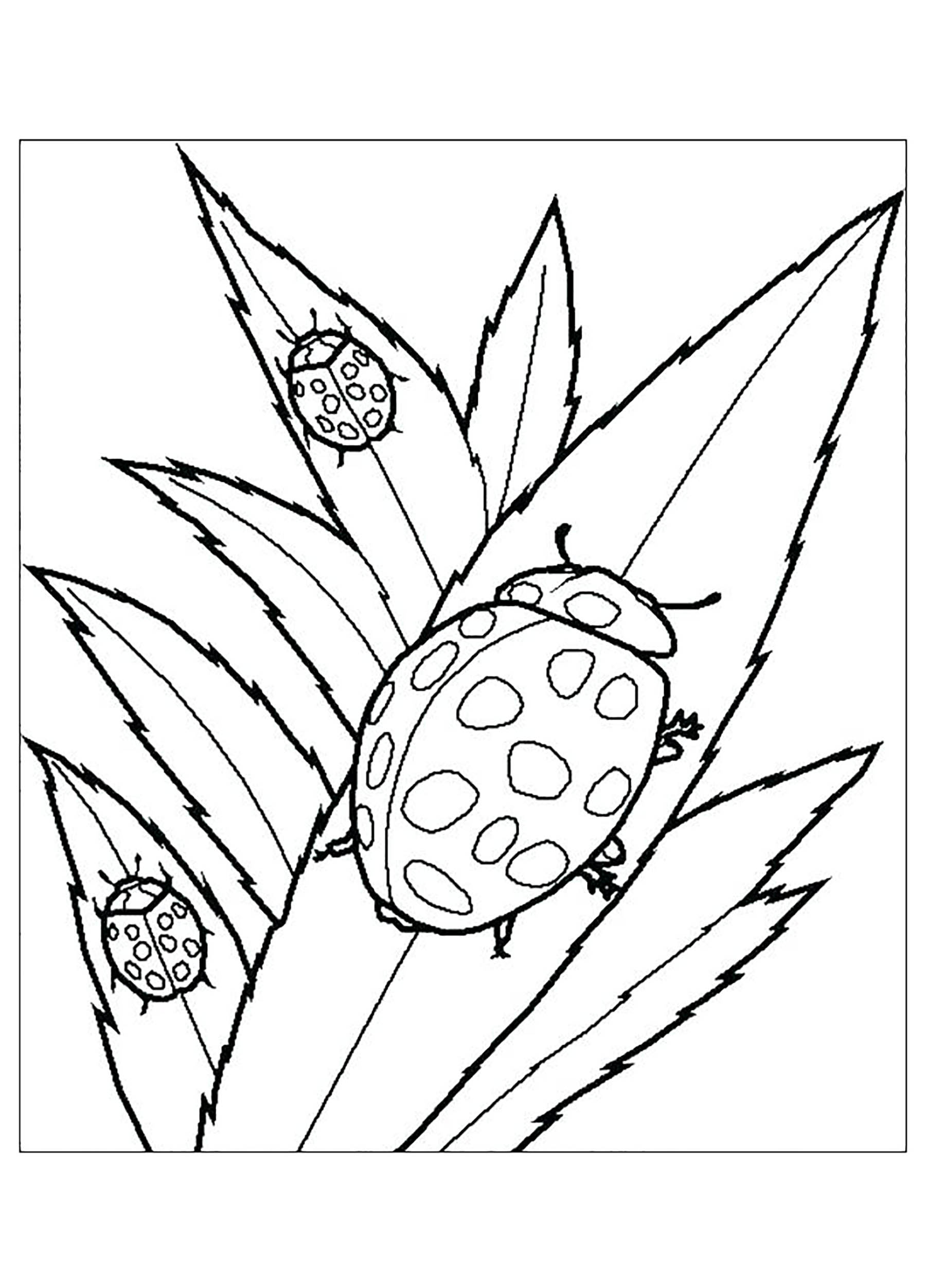 200+ Ladybug Coloring Page Ideas: Cute and Colorful Creations 12