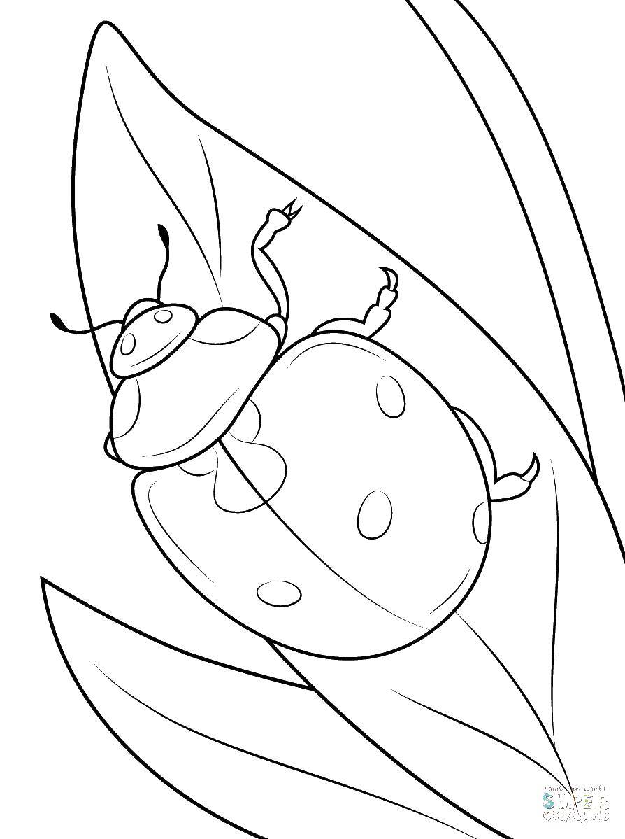 200+ Ladybug Coloring Page Ideas: Cute and Colorful Creations 47