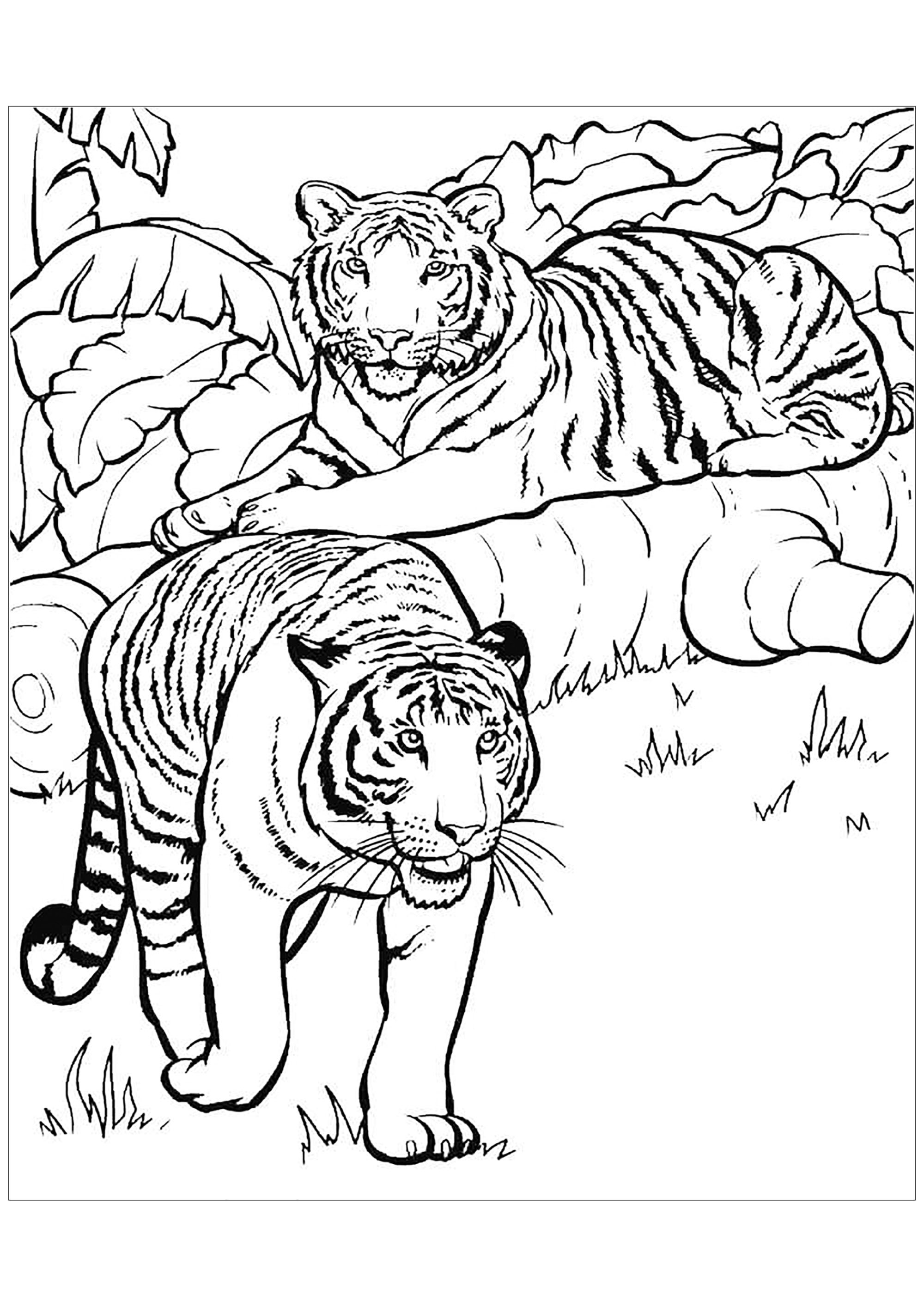 130+ Tiger Coloring Page Designs 5