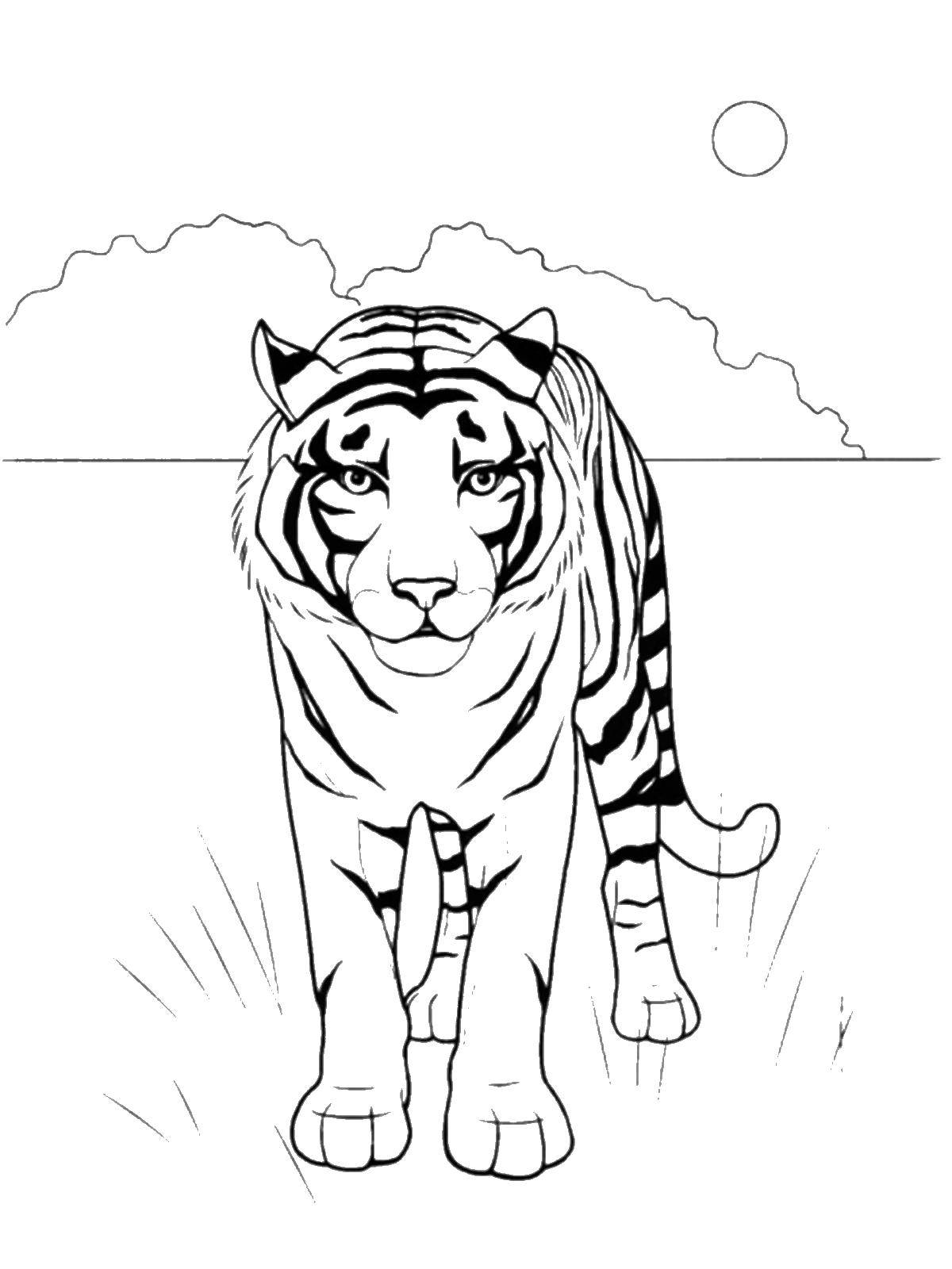 130+ Tiger Coloring Page Designs 87