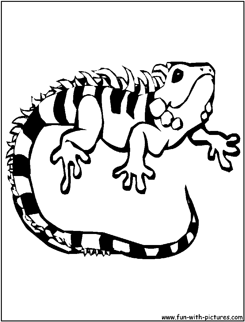 191 Desert Animals Coloring Pages for Kids Printable 104