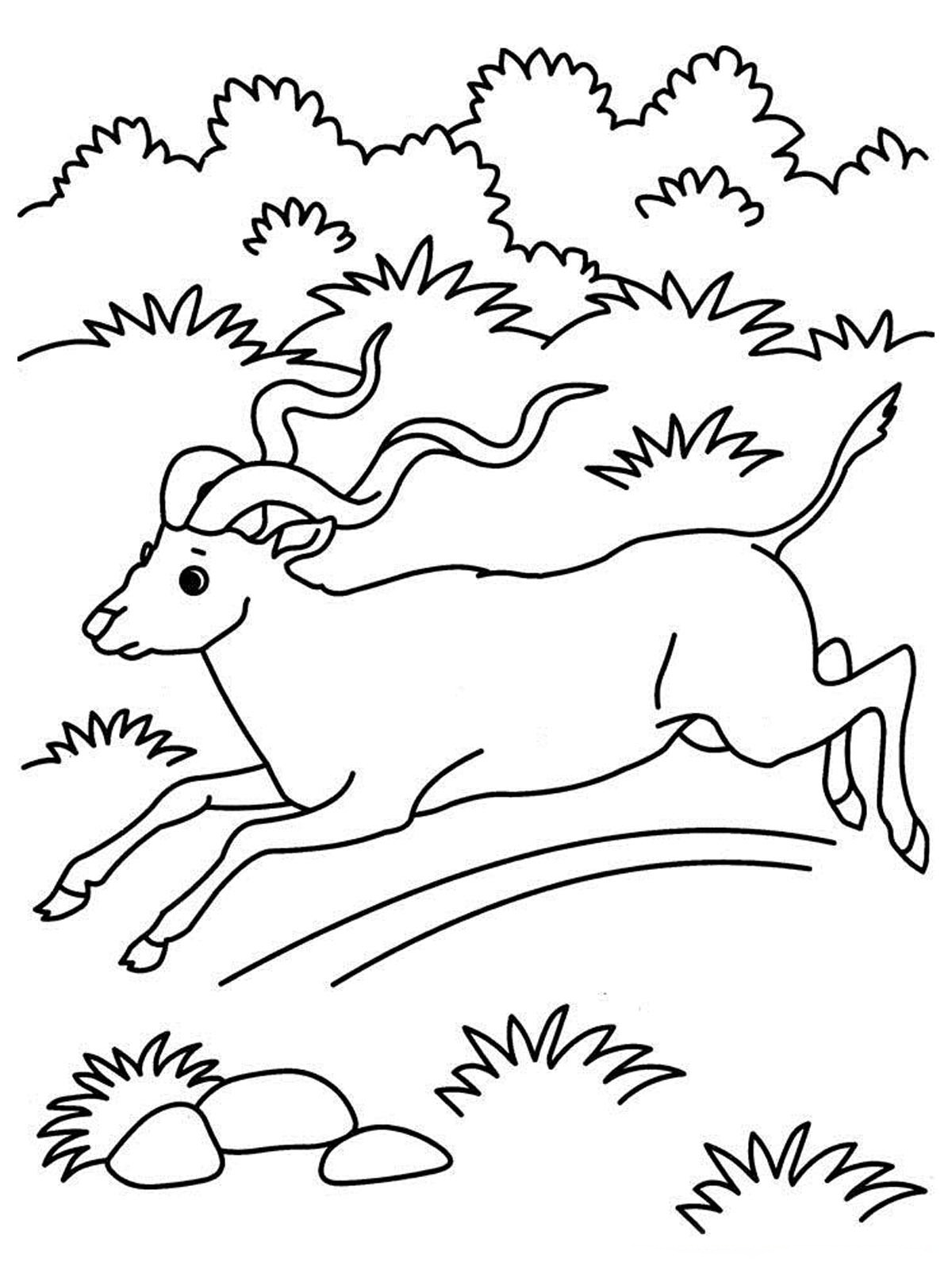 191 Desert Animals Coloring Pages for Kids Printable 109