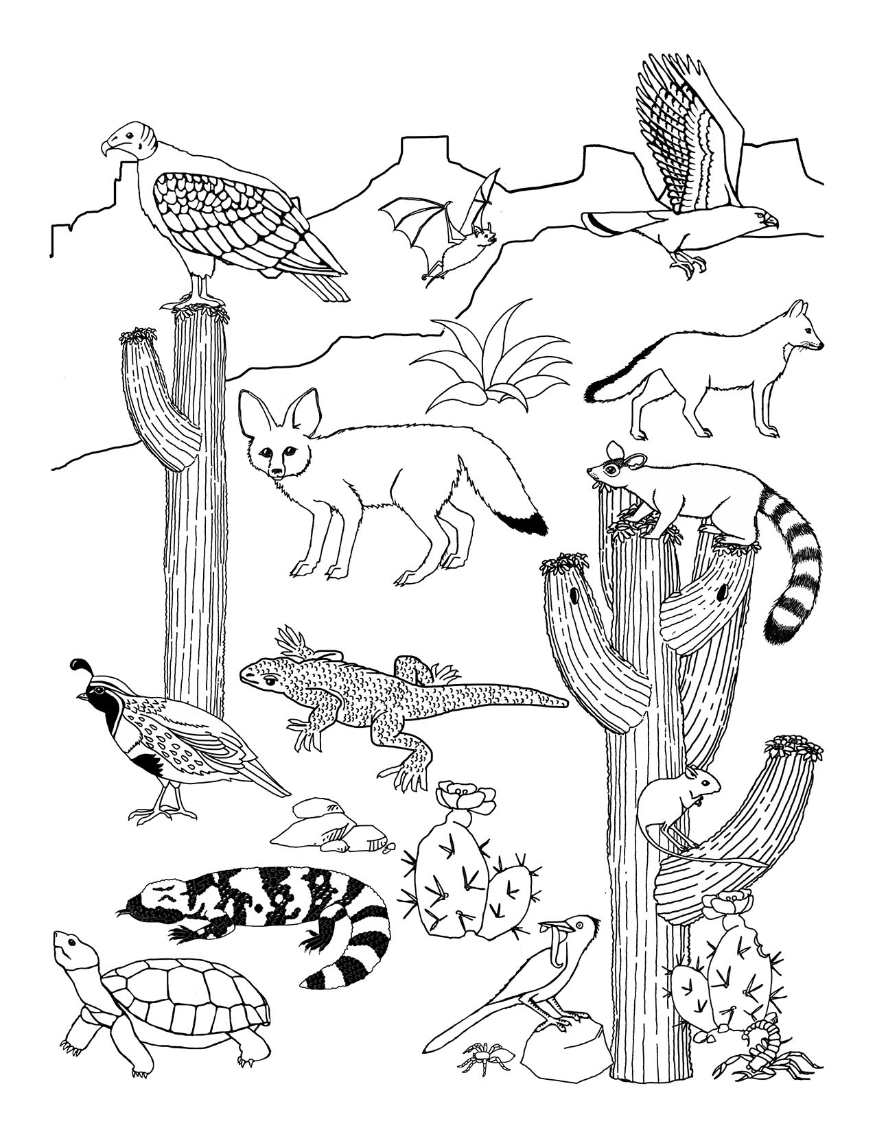 191 Desert Animals Coloring Pages for Kids Printable 113