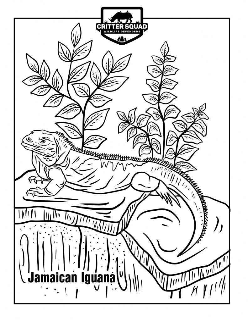 191 Desert Animals Coloring Pages for Kids Printable 122