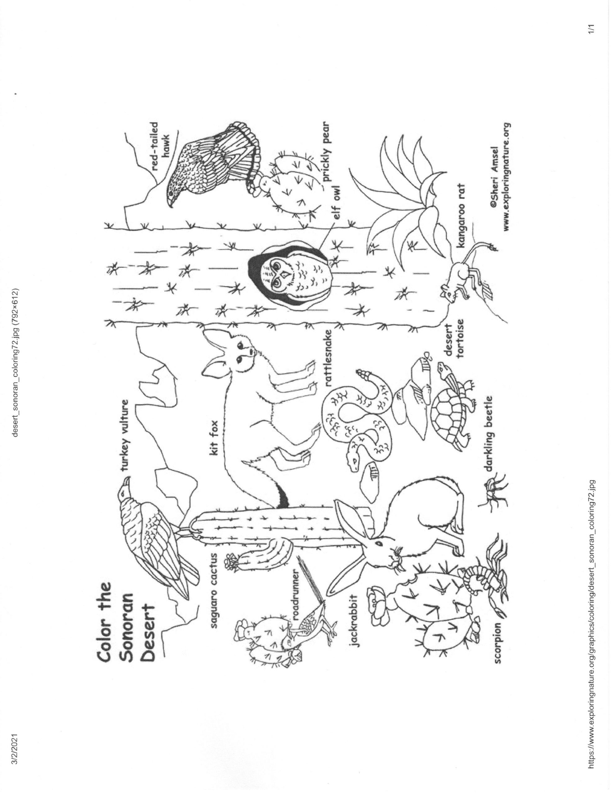 191 Desert Animals Coloring Pages for Kids Printable 129