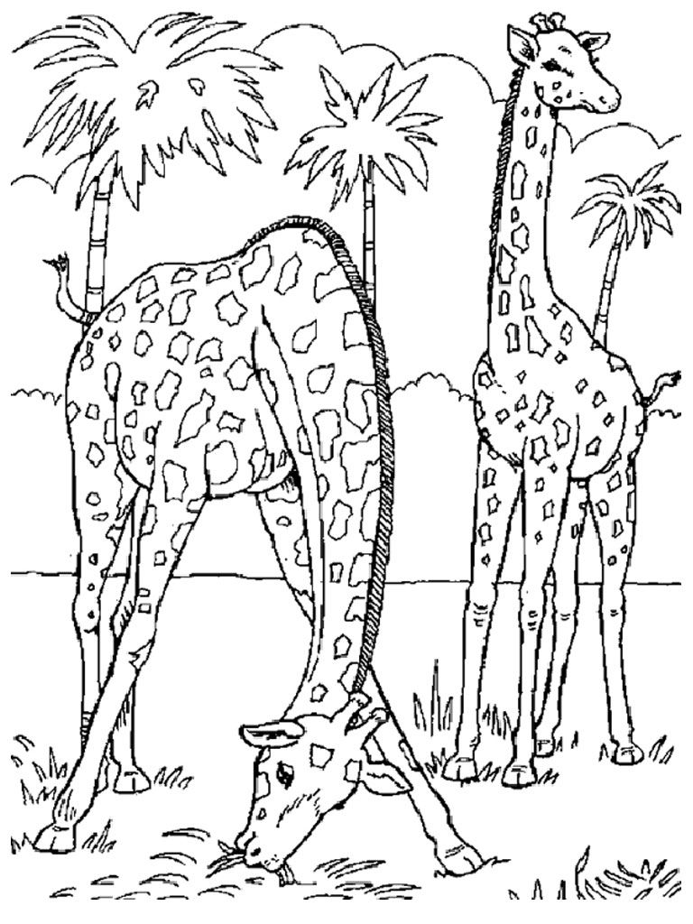 191 Desert Animals Coloring Pages for Kids Printable 155