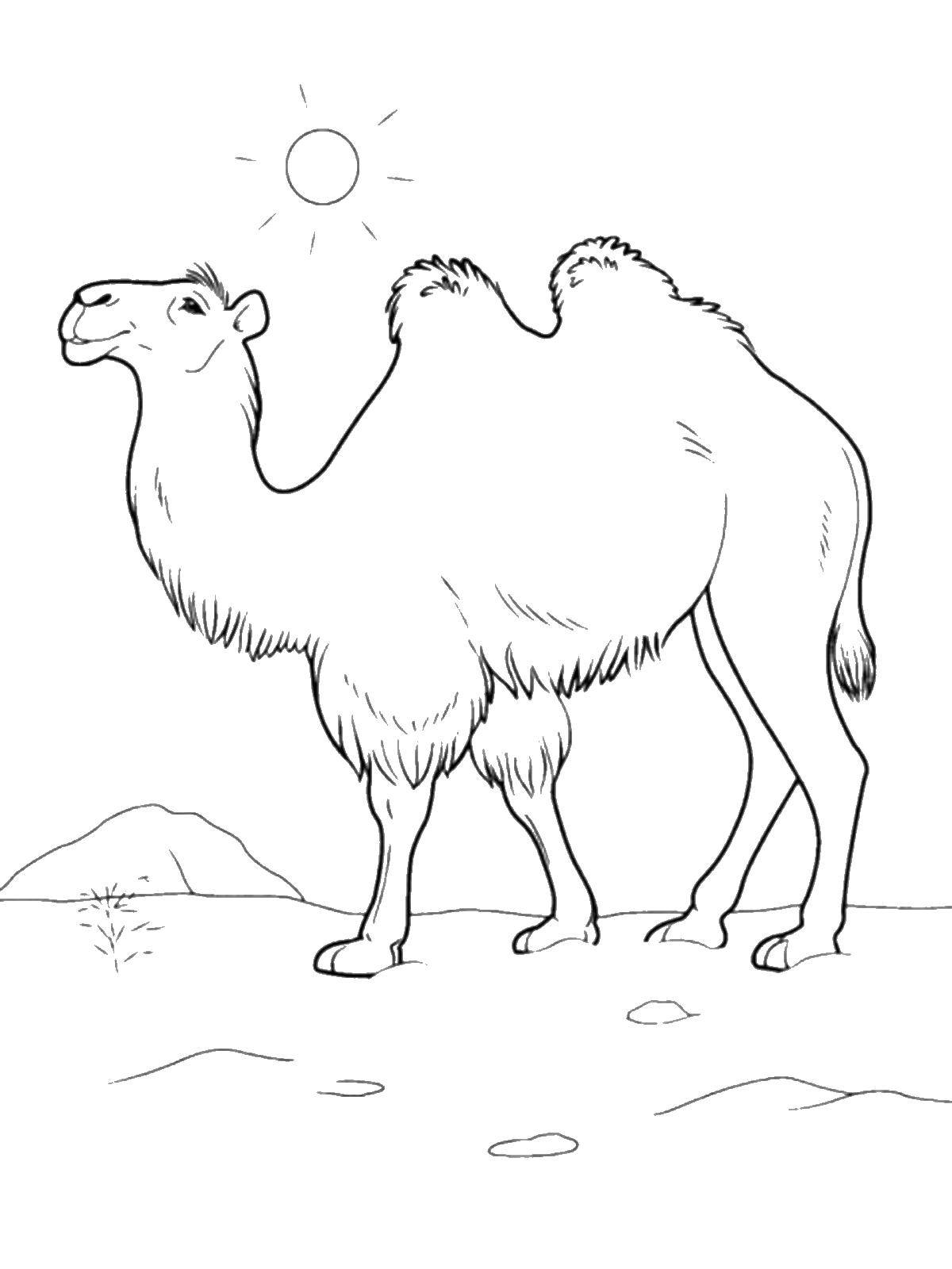 191 Desert Animals Coloring Pages for Kids Printable 164