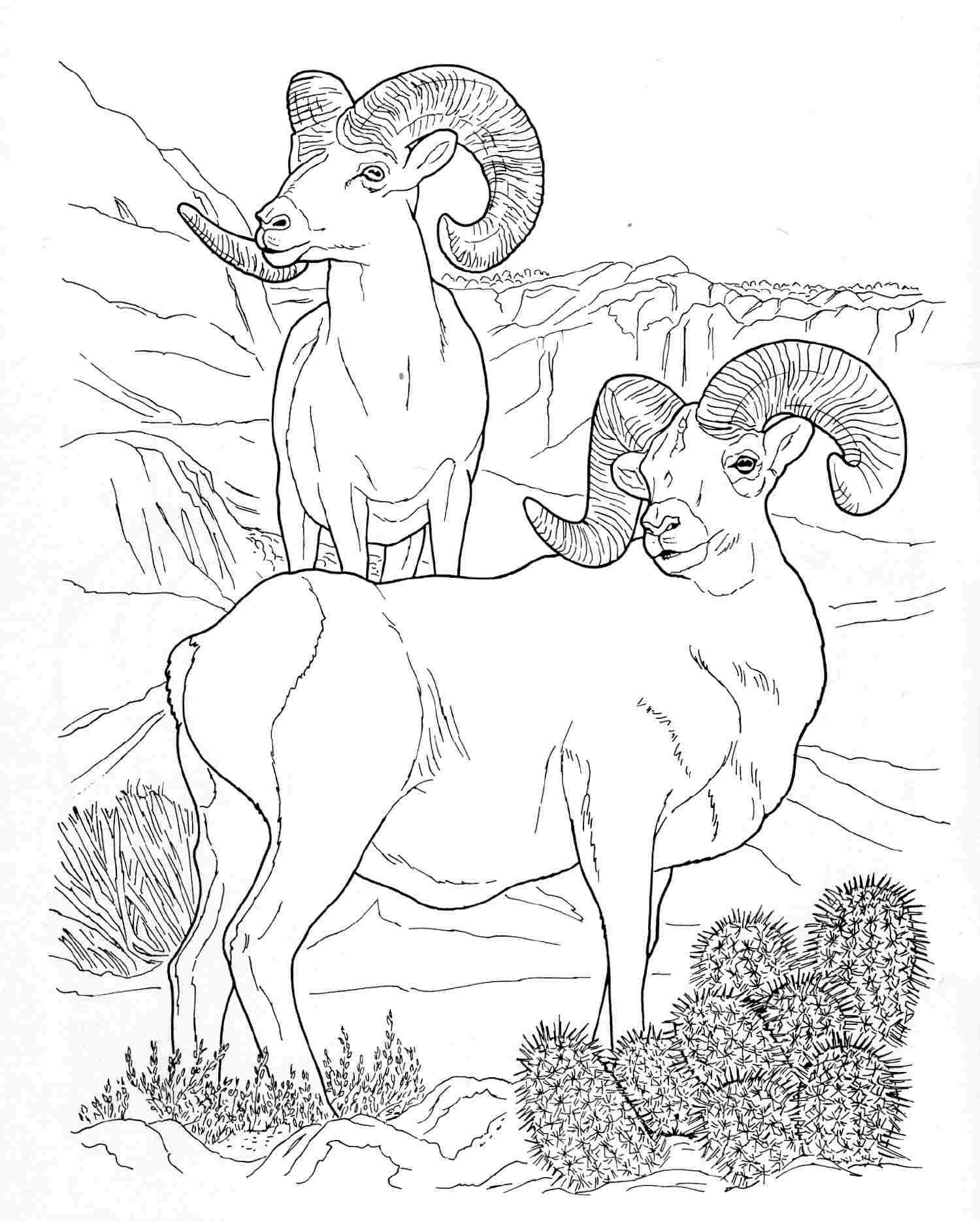 191 Desert Animals Coloring Pages for Kids Printable 173