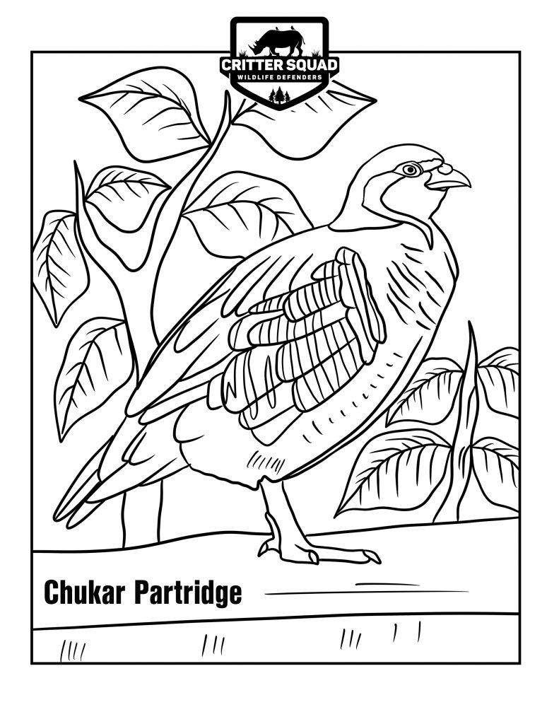 191 Desert Animals Coloring Pages for Kids Printable 182