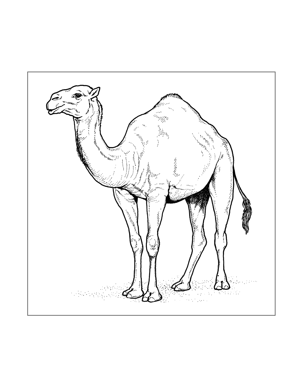 191 Desert Animals Coloring Pages for Kids Printable 29