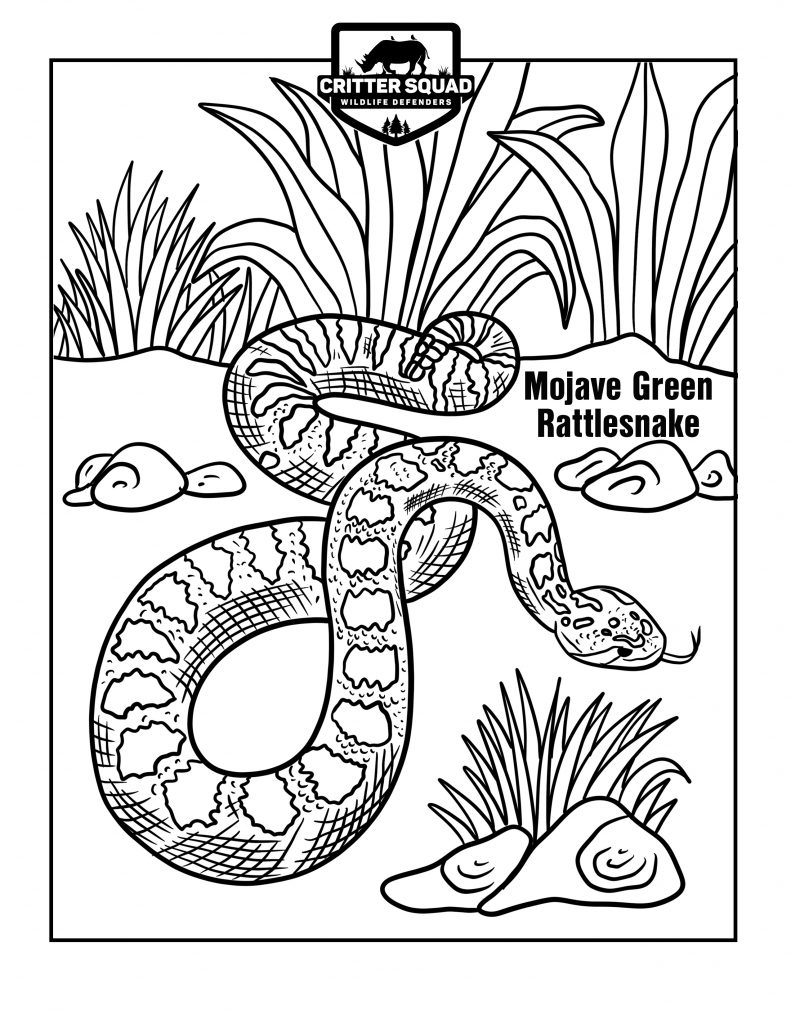 191 Desert Animals Coloring Pages for Kids Printable 3