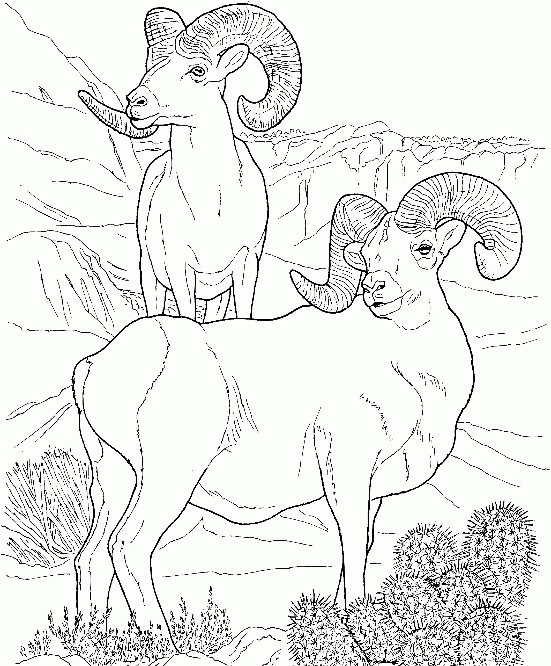 191 Desert Animals Coloring Pages for Kids Printable 34