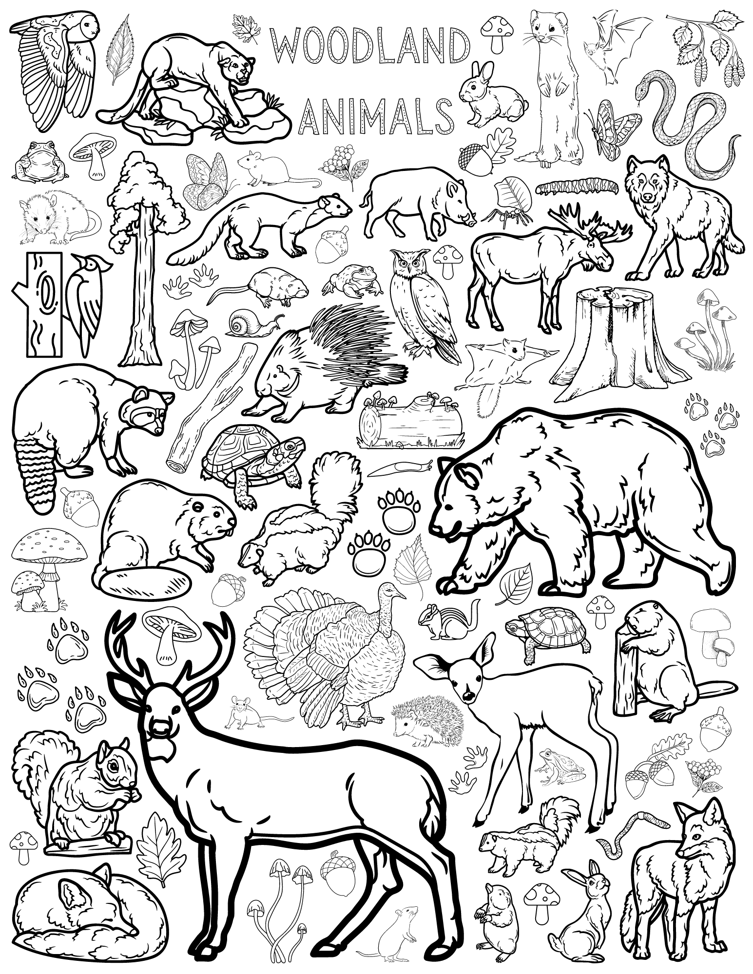 191 Desert Animals Coloring Pages for Kids Printable 39