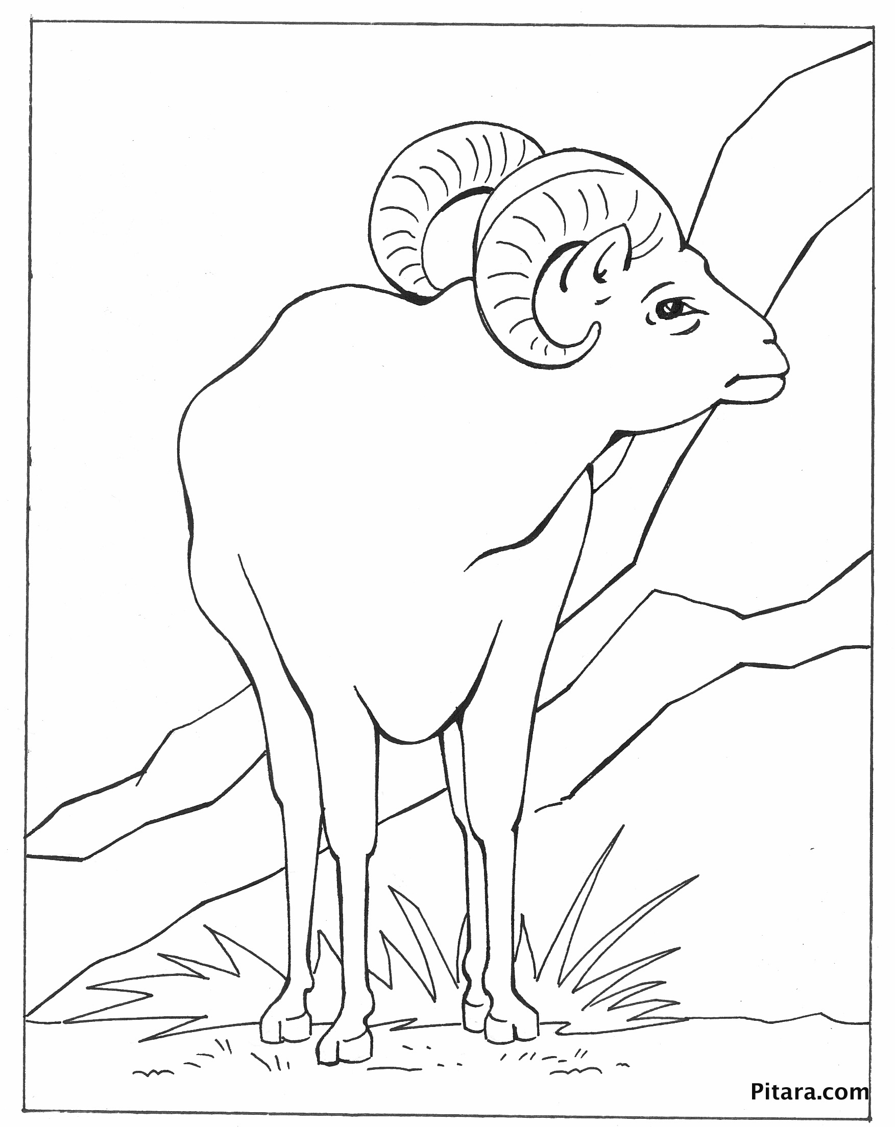 191 Desert Animals Coloring Pages for Kids Printable 44