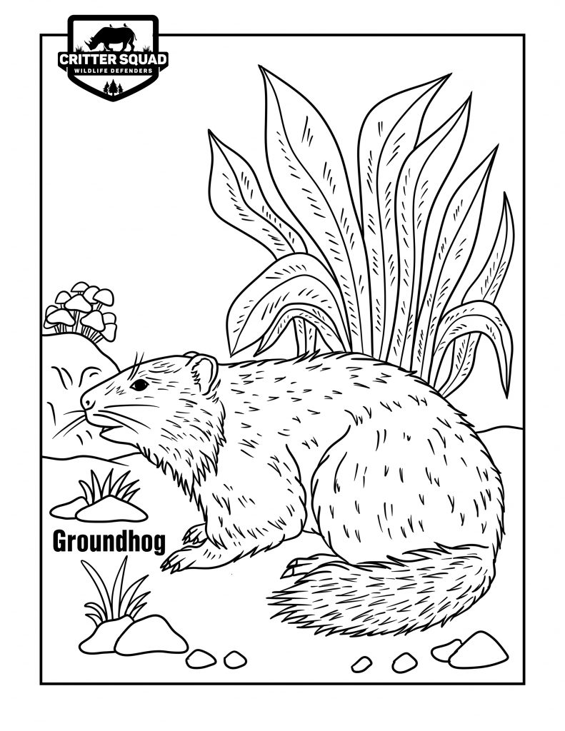 191 Desert Animals Coloring Pages for Kids Printable 95