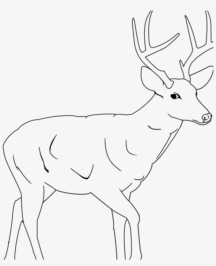 195+ Coloring Page of a Deer Printable 102