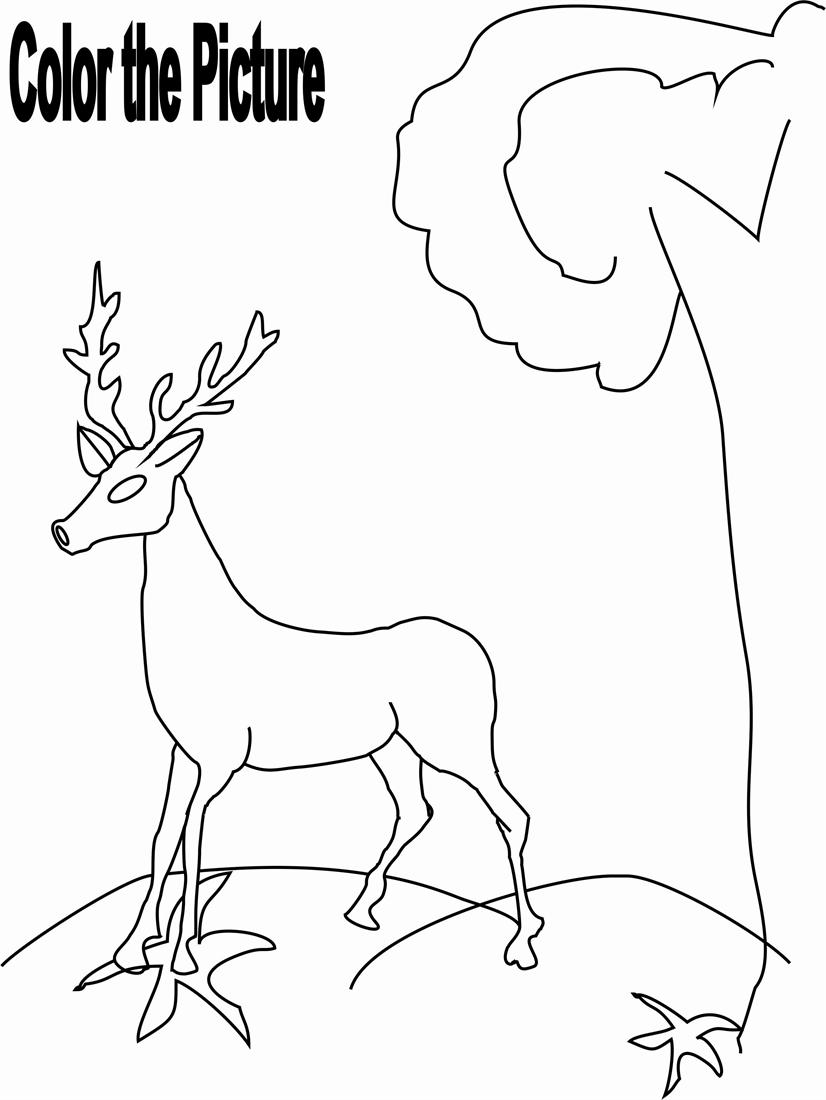 195+ Coloring Page of a Deer Printable 104