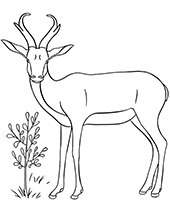 195+ Coloring Page of a Deer Printable 108