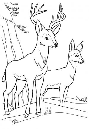 195+ Coloring Page of a Deer Printable 110