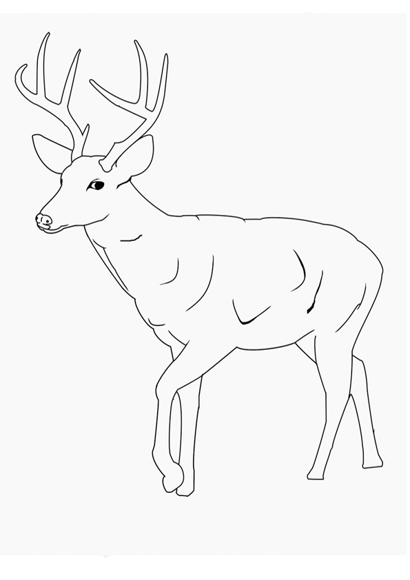 195+ Coloring Page of a Deer Printable 111