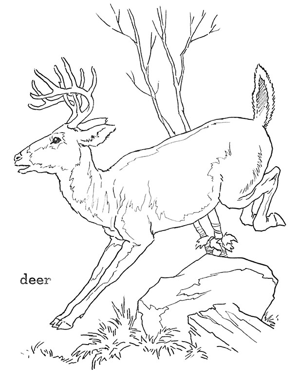 195+ Coloring Page of a Deer Printable 13