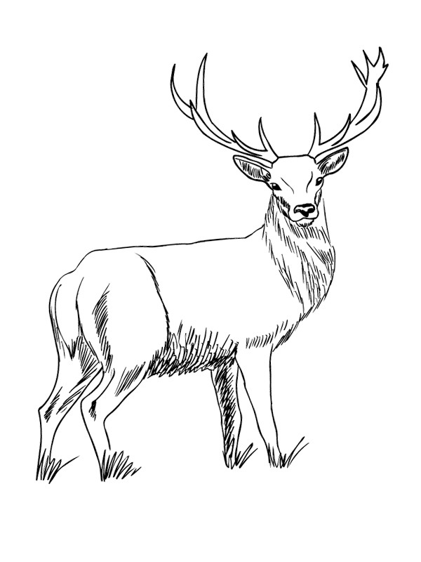 195+ Coloring Page of a Deer Printable 134