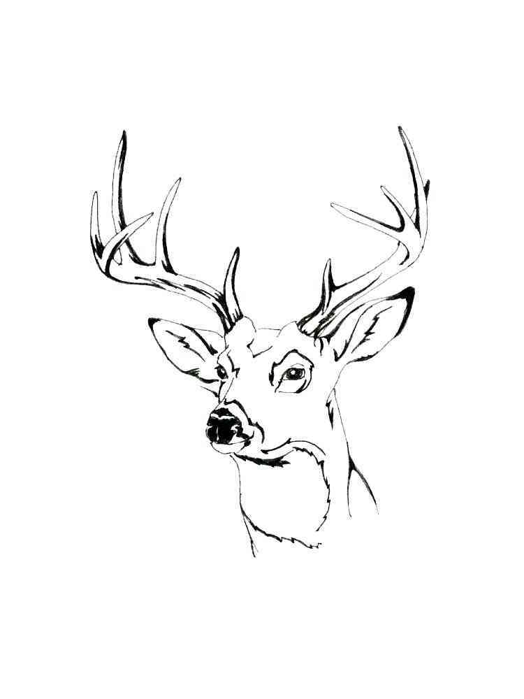 195+ Coloring Page of a Deer Printable 149