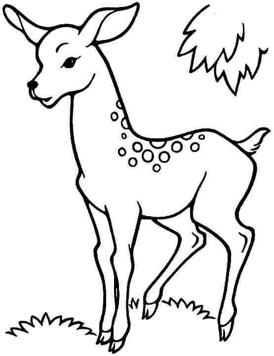 195+ Coloring Page of a Deer Printable 151