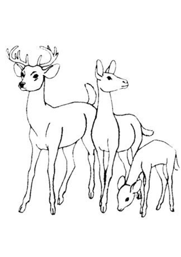 195+ Coloring Page of a Deer Printable 160