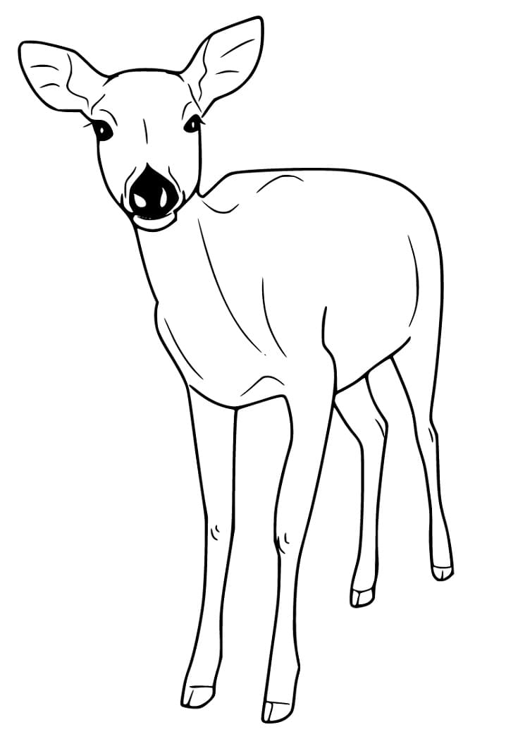 195+ Coloring Page of a Deer Printable 163