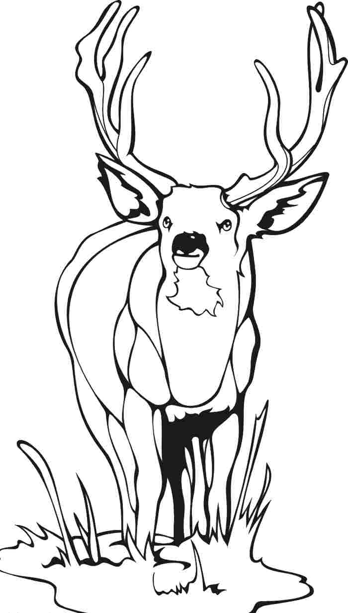 195+ Coloring Page of a Deer Printable 167